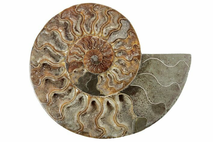 Cut & Polished Ammonite Fossil (Half) - Crystal Filled Pockets #213025